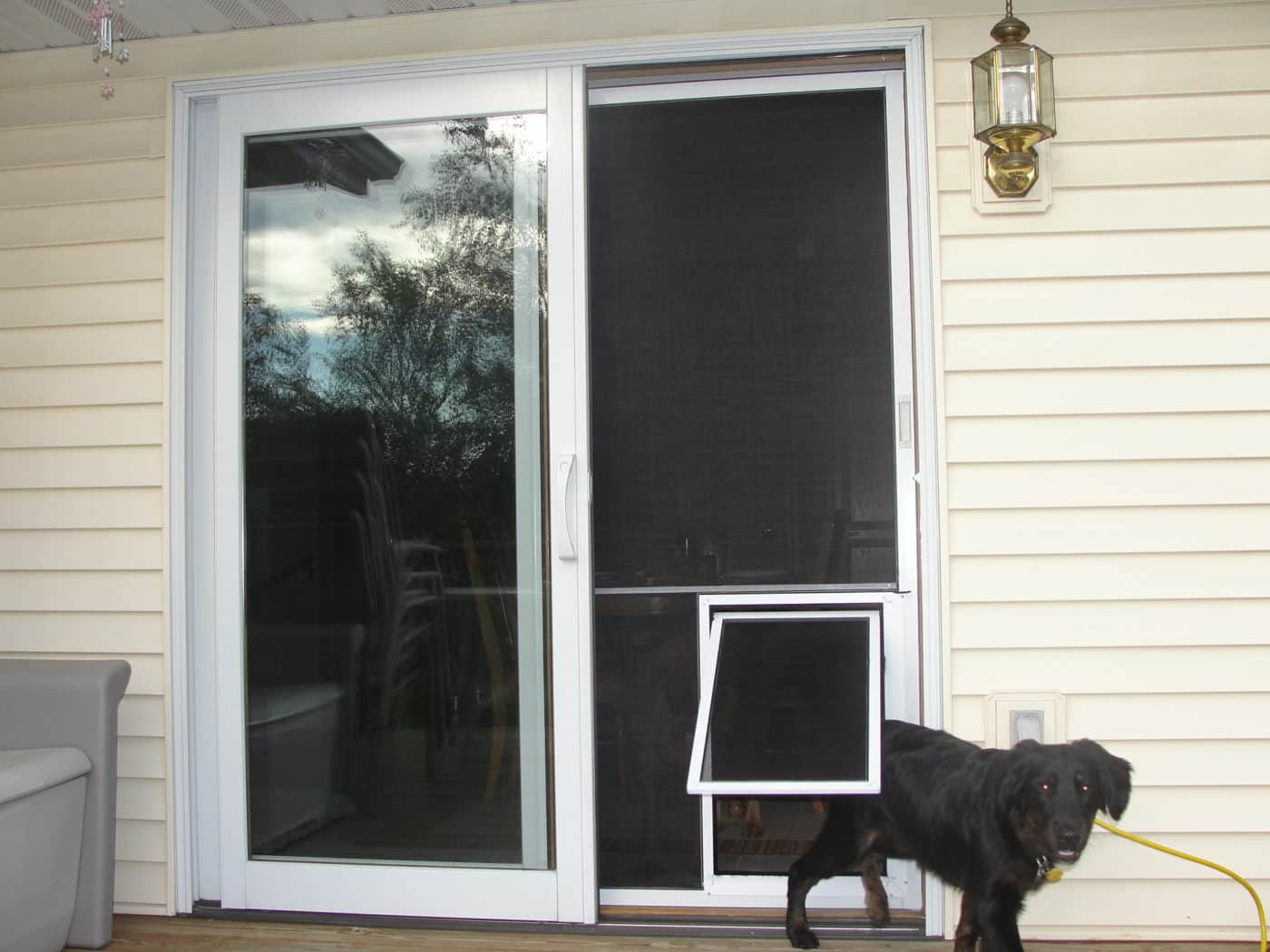 A black dog standing in front of a sliding glass door equipped with solar screens.