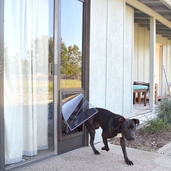 Dog door with window best sale