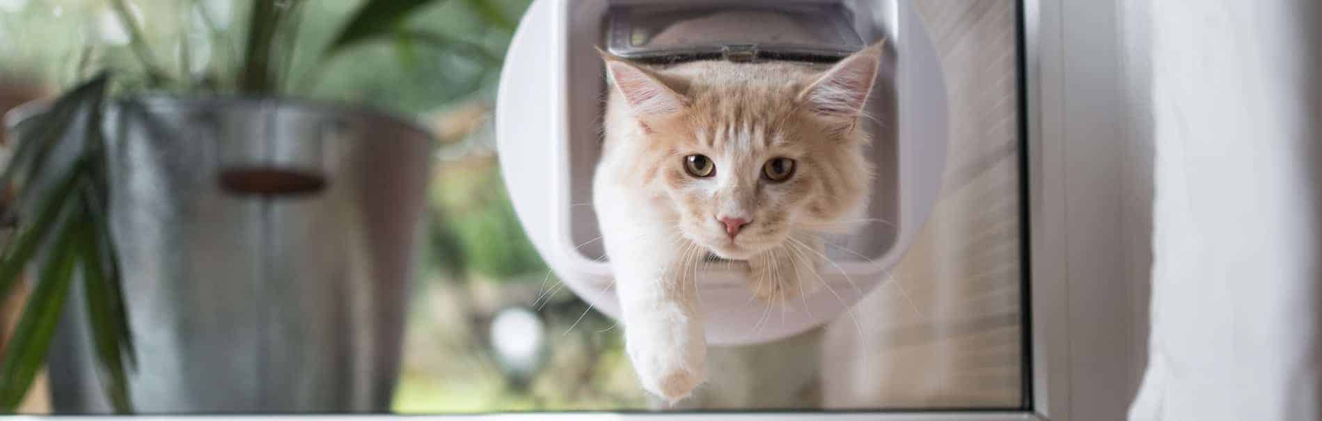 cream tabby maine coon cat passing through cat flap in the window