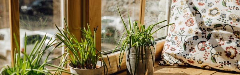 Window Sill Pillow for Rest with Grass Plant Pot