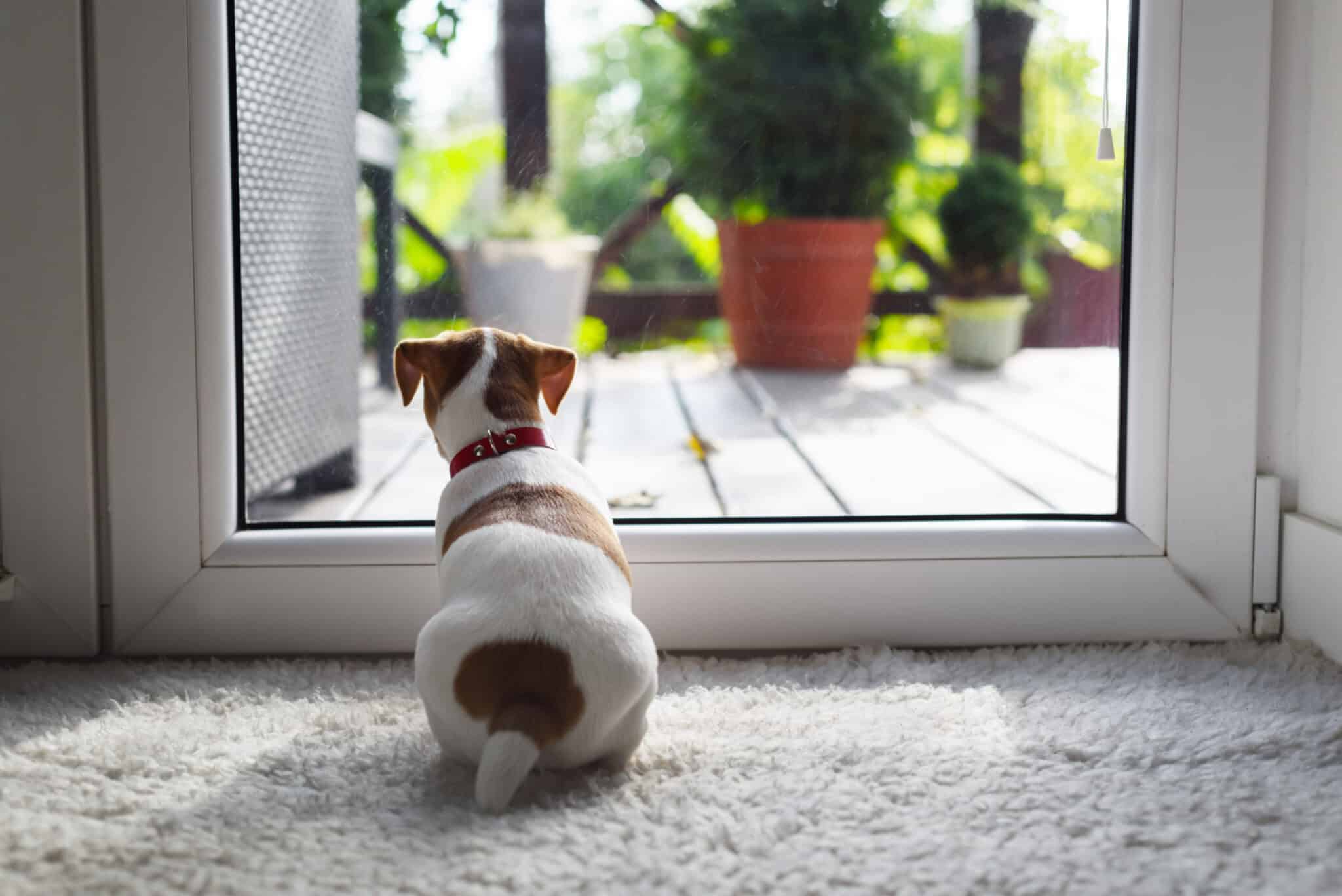 A small dog curiously peering through a pet door.